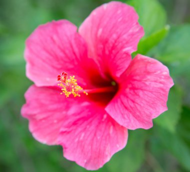 Pembe hibiscus çiçek ile yeşil arka plan üzerinde bırakır