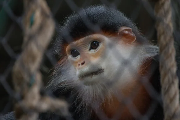 kafes arkasında üzgün maymun