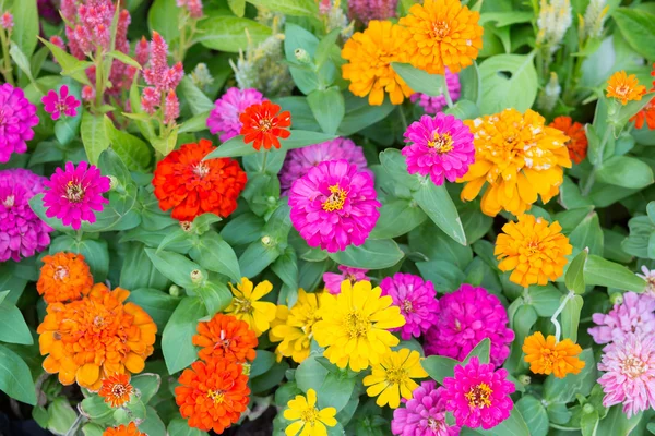 Bahçedeki çiçekler