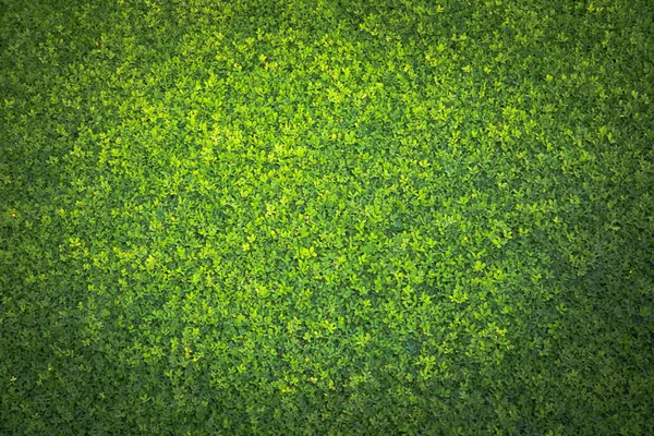 Yapay Çimen Alanı Üst Görünüm DokusuName