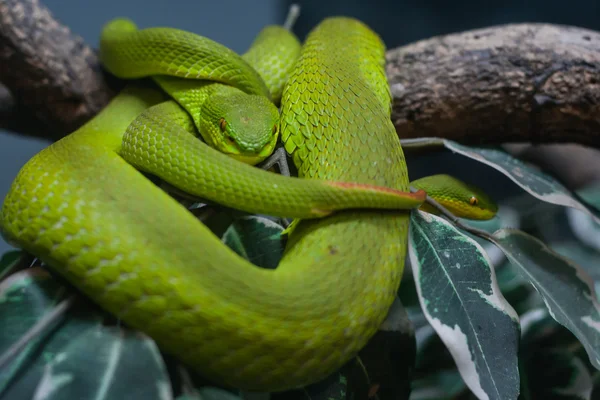 bir dalda yeşil yılan