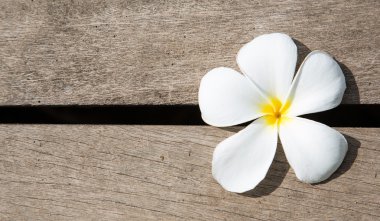 Ahşap desen beyaz plumeria çiçek ile yer