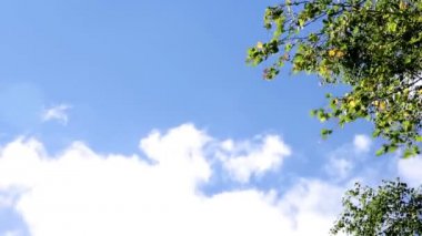 Huş ağaçlarının dalları. Gökyüzü. Bulutlar