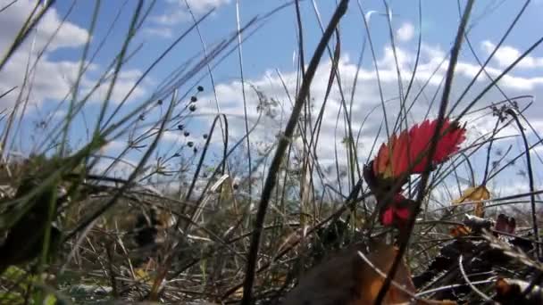 Grama de outono contra o céu — Vídeo de Stock