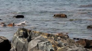 Martı buzlu. Deniz manzarası