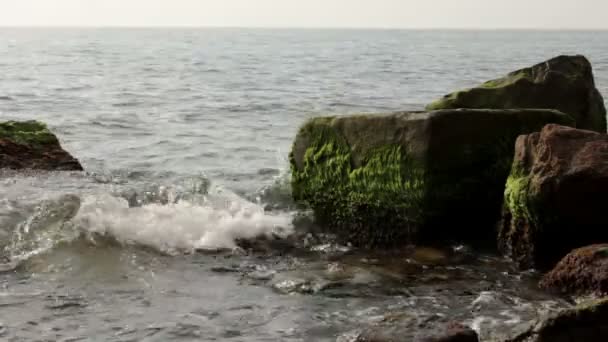 Moře kameny, pokryté řasami