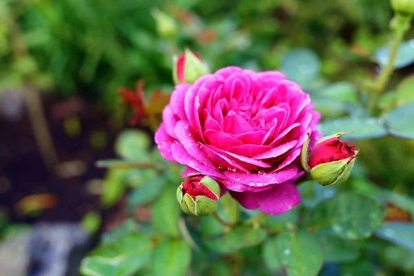 Rosa Jardín Rosa Con Brote Entorno Verde Natural Aire Libre —  Fotos de Stock