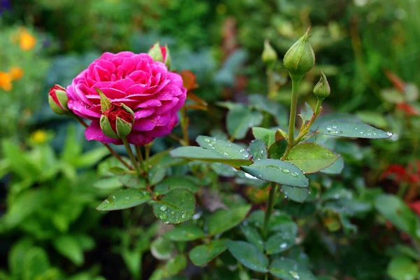 Rosa Jardín Rosa Con Brote Entorno Verde Natural Aire Libre —  Fotos de Stock