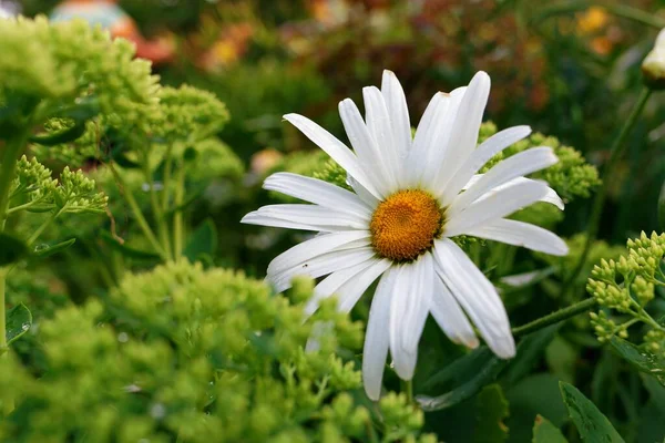 Planta Floração Camomila Jardim Ambiente Verde Natural Livre Vista Perto — Fotografia de Stock