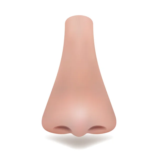 Realistic vector nose on white background — Stock Illustration Realistic vector nose on white background Stock Illustration