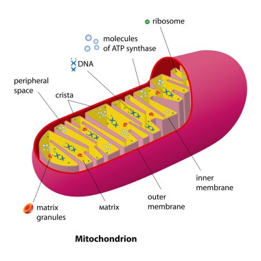 Mitochondrion scheme clipart