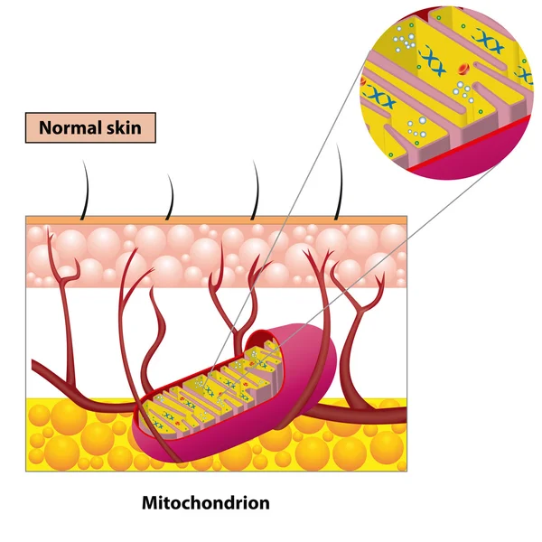 Mitochondrienschema — Stockvektor