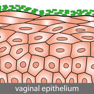 Vaginal Epithelium clipart