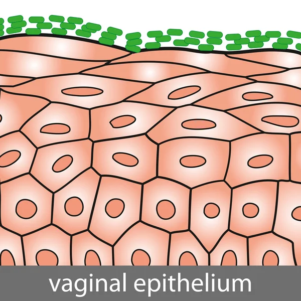 Vaginal Epithelium — Stock Vector