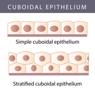 Epithelium clipart