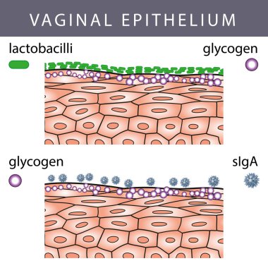 Vaginal Epithelium with Glycogen clipart