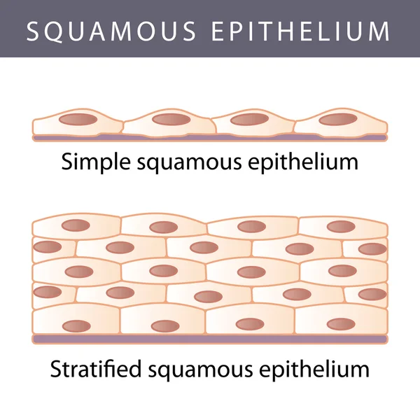 Epitheel — Stockvector