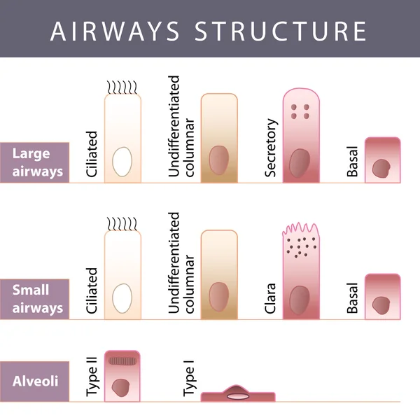 Estructura de las vías aéreas — Archivo Imágenes Vectoriales