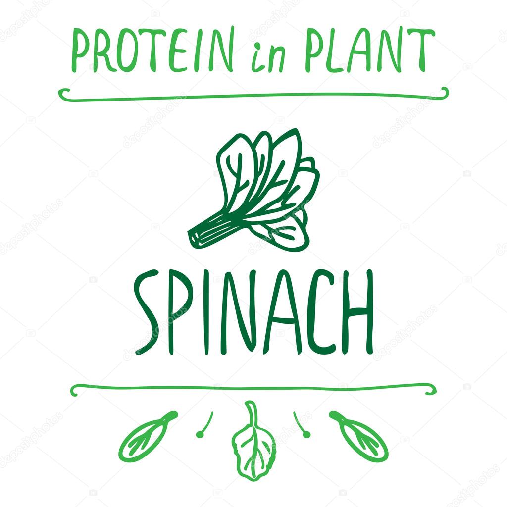 Hand Drawn Spinach Leaves