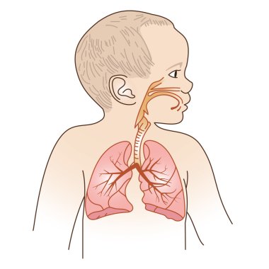 Child Respiratory Scheme clipart