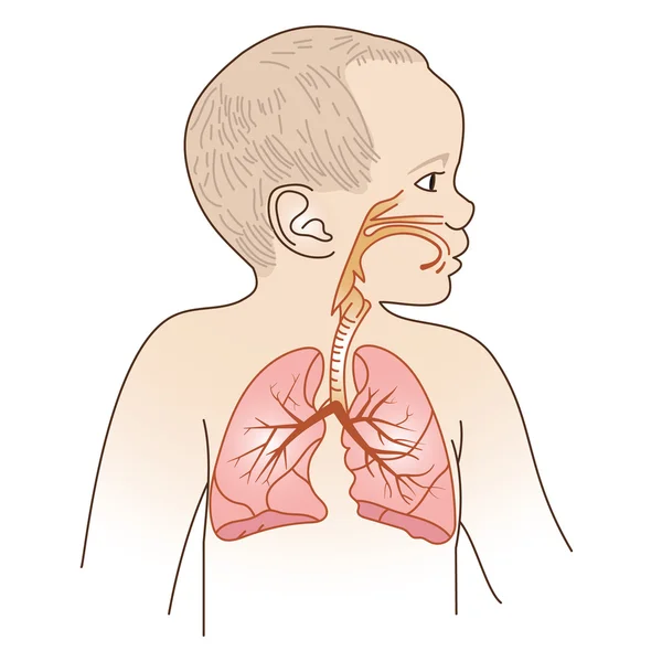 Esquema respiratorio infantil — Archivo Imágenes Vectoriales