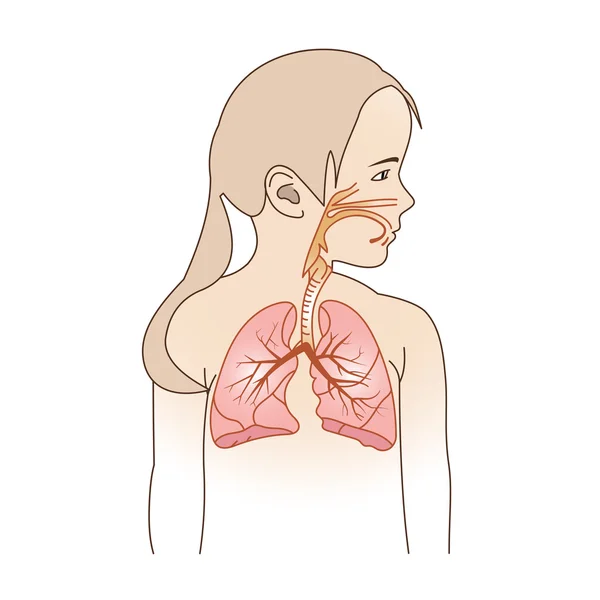 Esquema respiratorio infantil — Archivo Imágenes Vectoriales