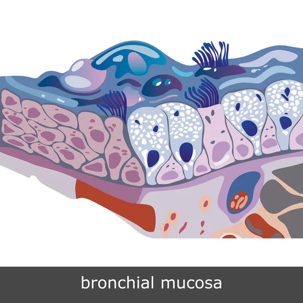 Esquema de Mucosa brônquica — Vetor de Stock