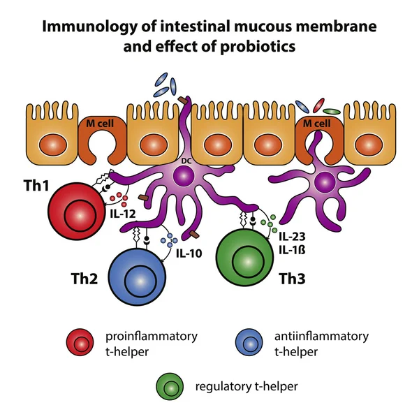 Membrana mucosa intestinal — Vector de stock