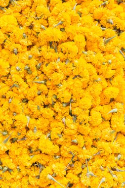 Arka plan için sarı kadife çiçeği çiçek deseni yığını