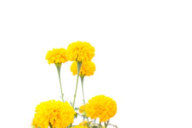 Beyaz arka plan üzerinde izole bitki üzerinde sarı kadife çiçeği çiçek