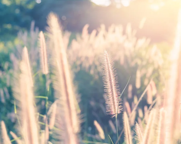 Fiore d'erba con luce del sole del mattino — Foto Stock