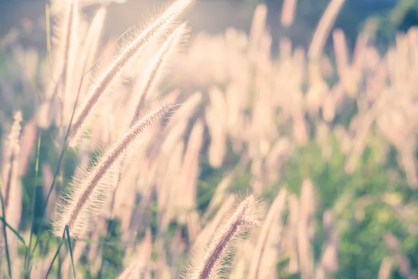 Gräset blomma med morgon solljus — Stockfoto