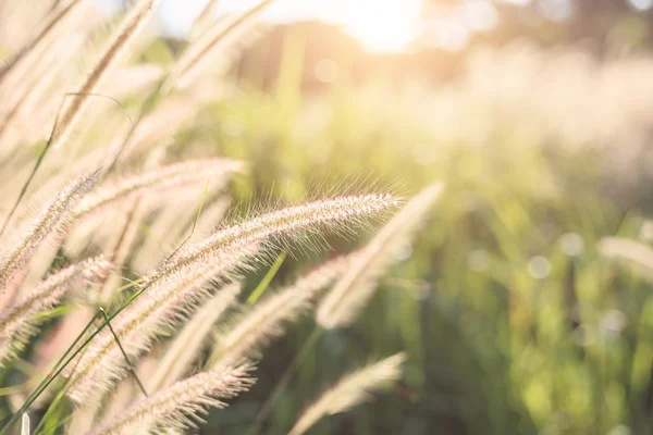 Herbe fleur avec lumière du soleil du matin — Photo