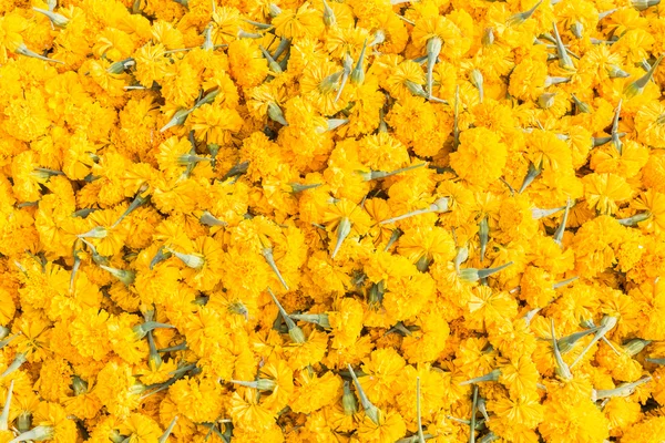 Pattern pile of yellow marigold flowers for background — Stock Photo, Image