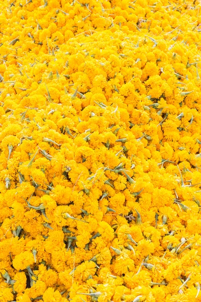 Pattern pile of yellow marigold flowers for background — Stock Photo, Image