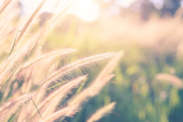 Травяной цветок с утренним солнцем — стоковое фото