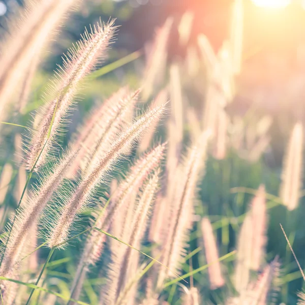 Herbe fleur avec lumière du soleil du matin — Photo