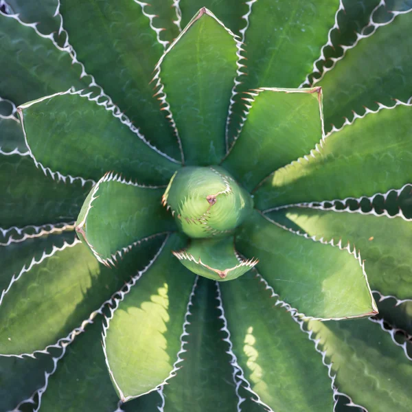 Top view of green agave plant in the gardens — Stock Photo, Image
