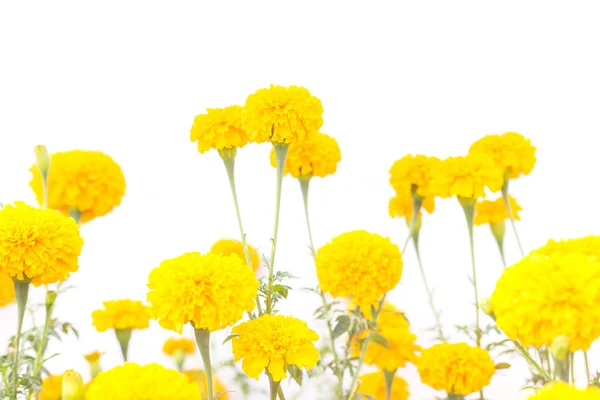 Yellow marigold flowers on plant isolated on white background — Stock Photo, Image