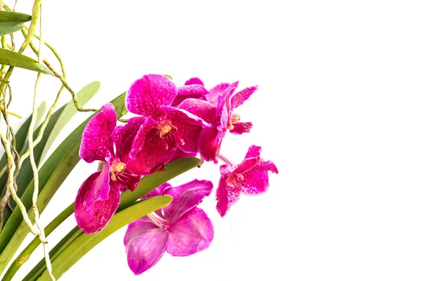 Zblízka růžová orchidej izolovaných na bílém — Stock fotografie