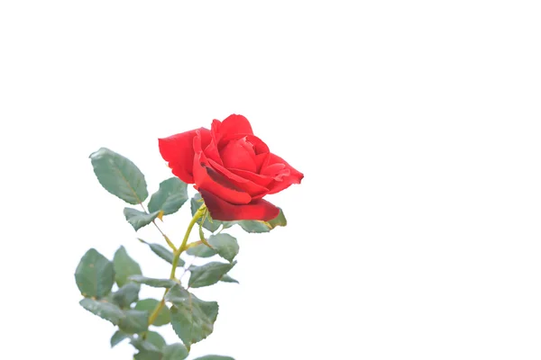 Dal ve yaprak üzerinde beyaz izole kırmızı gül çiçek — Stok fotoğraf