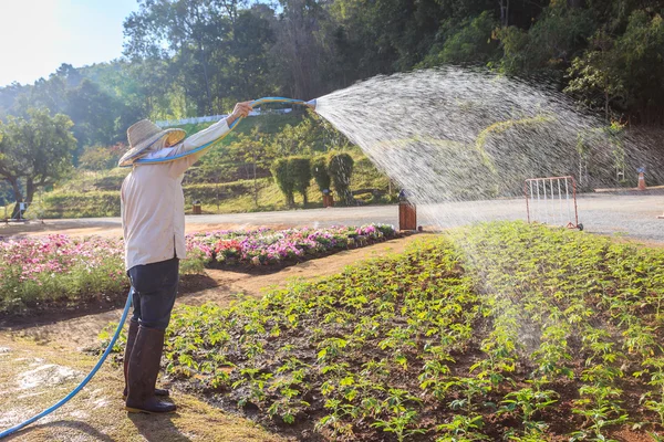 Imágenes: personas regando | Tailandés gente regando la flor en el