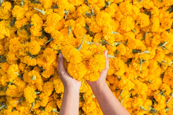 Hand holding yellow marigold flowers and pile of flowers — Stock Photo, Image