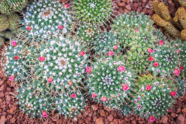 Fábrica de cactos no jardim público no norte da Tailândia — Fotografia de Stock