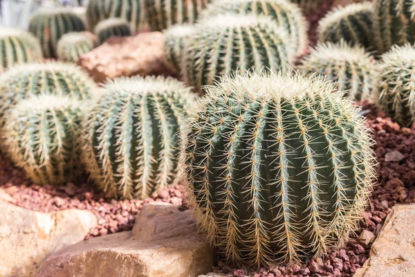 Tayland kuzeyinde kamu bahçe tesisinde kaktüs