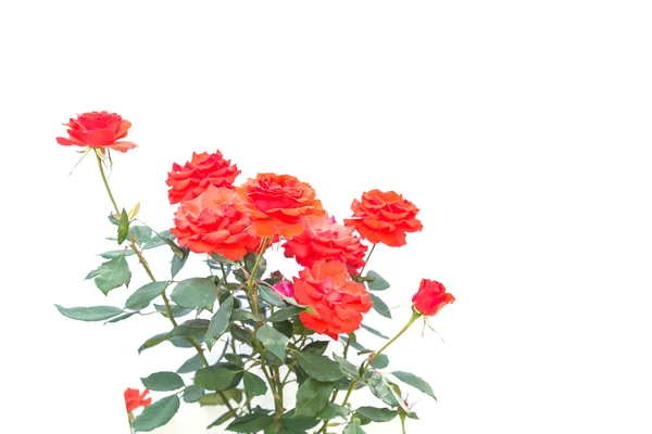 Rosa roja en rama y hoja aislada en blanco — Foto de Stock