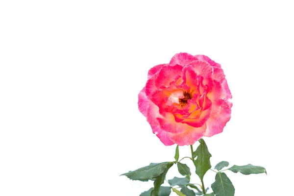 Różowy kwiat róży na gałęzi i liści na białym tle — Zdjęcie stockowe