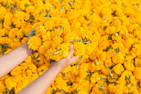 Hand holding yellow marigold flowers and pile of flowers — Stock Photo, Image