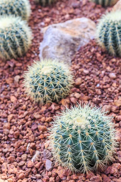 Kaktus roślina w publiczny ogród od Tajlandia — Zdjęcie stockowe