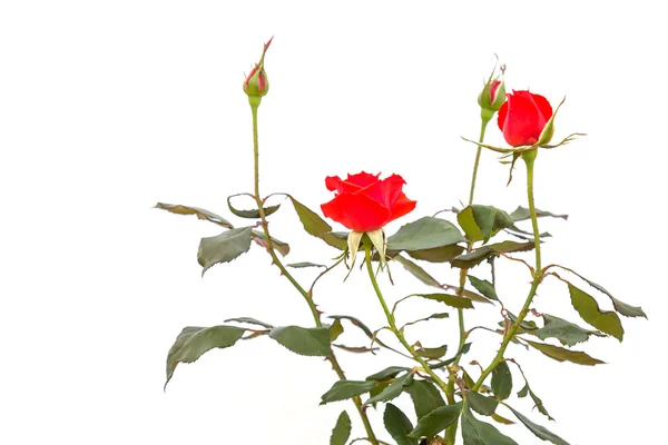 Красный цветок розы на ветке и лист, изолированный на белом — стоковое фото